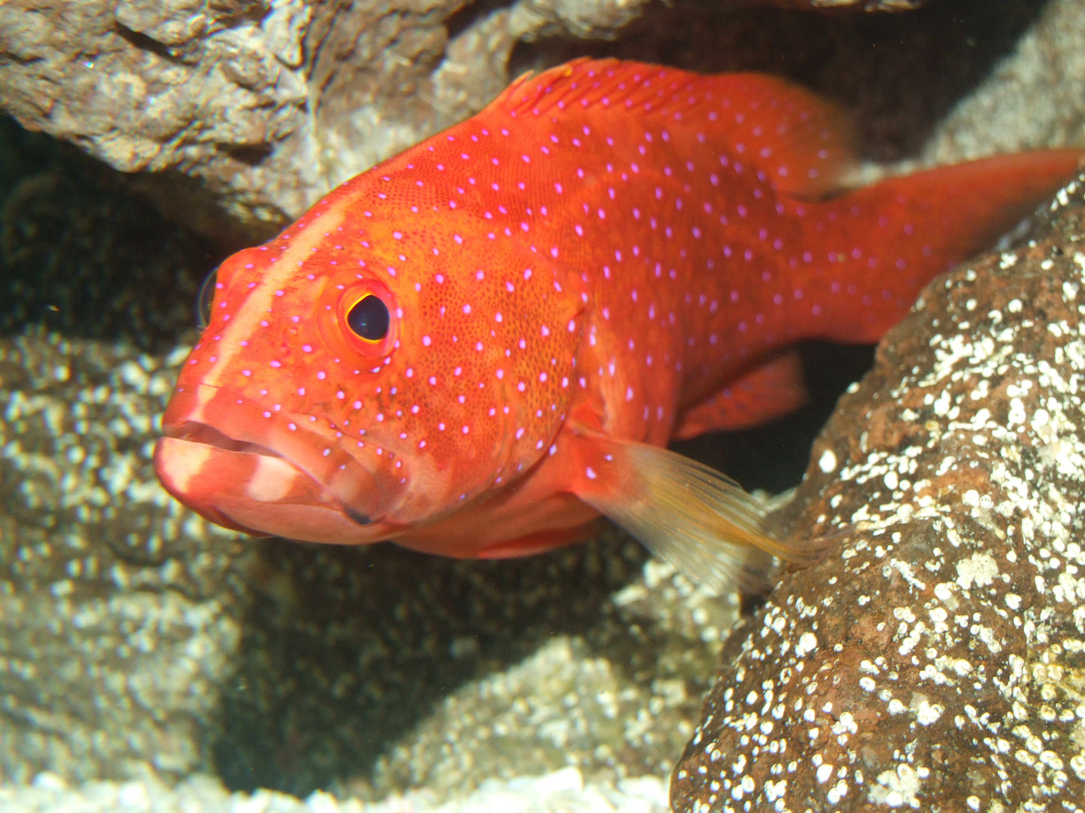ocean-underwater-red-biology-fish-fauna-coral-reef-aquarium-marine-sea-life-goldfish-grouper-orange-red-marine-biology-pomacentridae-red-fish-marine-diversity-miniatus-grouper-995271.jpg