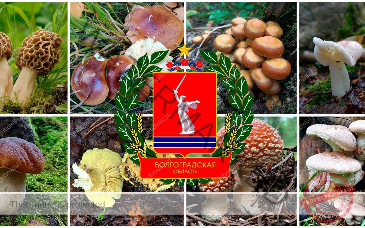 gribowiki.ru