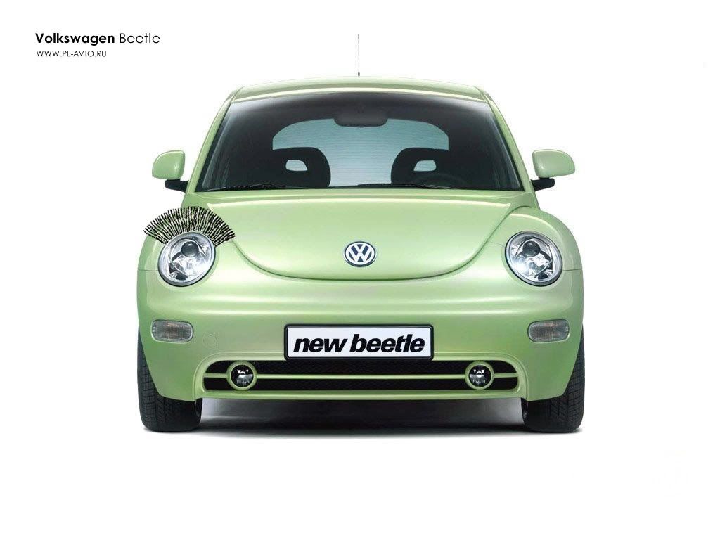 beetle_02.jpg