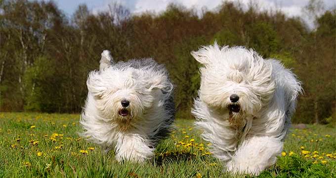 cutest-old-english-sheepdog-pictures.jpg
